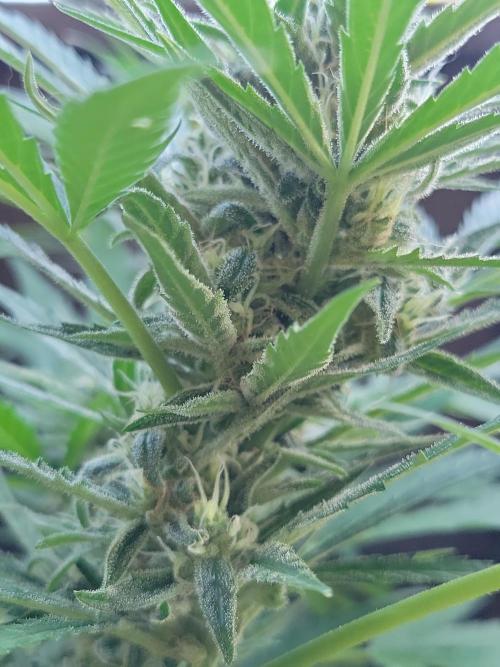 Outdoor 2026 Fastbuds. Week 11