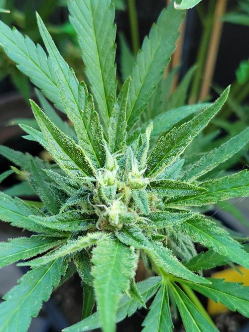 Outdoor 2026 Fastbuds. Week 11 - OS