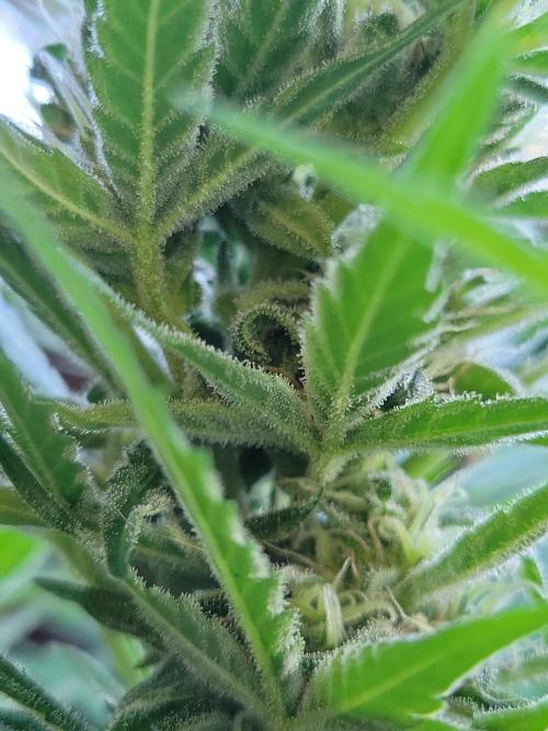 Outdoor 2026 Fastbuds. Week 11