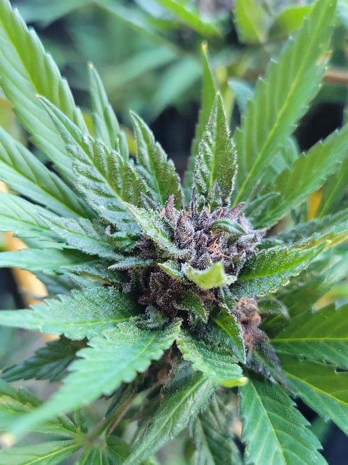 Outdoor 2026 Fastbuds. Week 11 - SBG