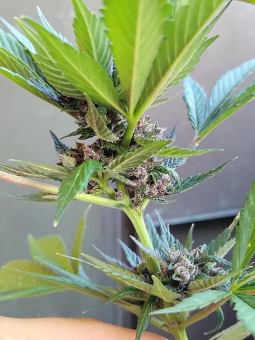 Outdoor 2026 Fastbuds. Week 11