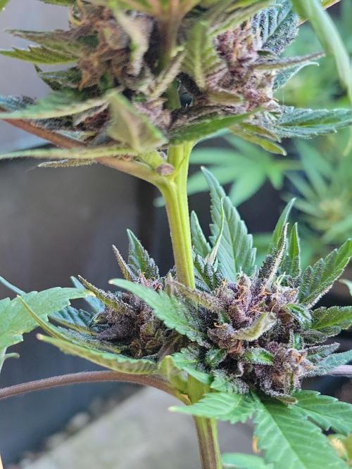 Outdoor 2026 Fastbuds. Week 11