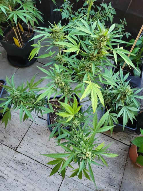 Outdoor 2026 Fastbuds. Week 11