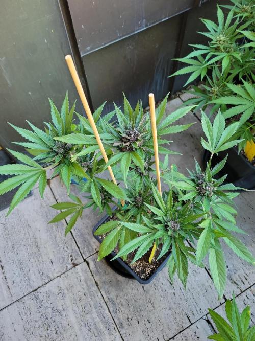 Outdoor 2026 Fastbuds. Week 11