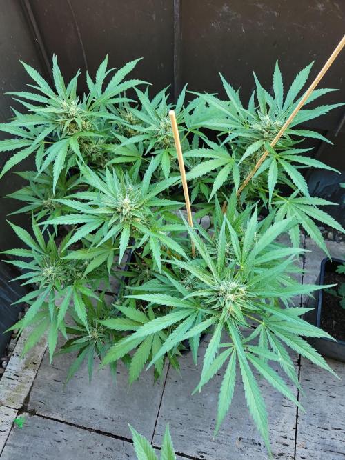 Outdoor 2026 Fastbuds. Week 11