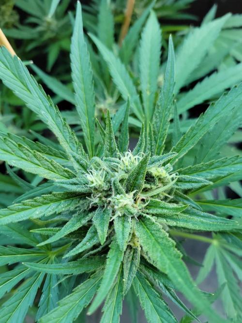 Outdoor 2026 Fastbuds. Week 11