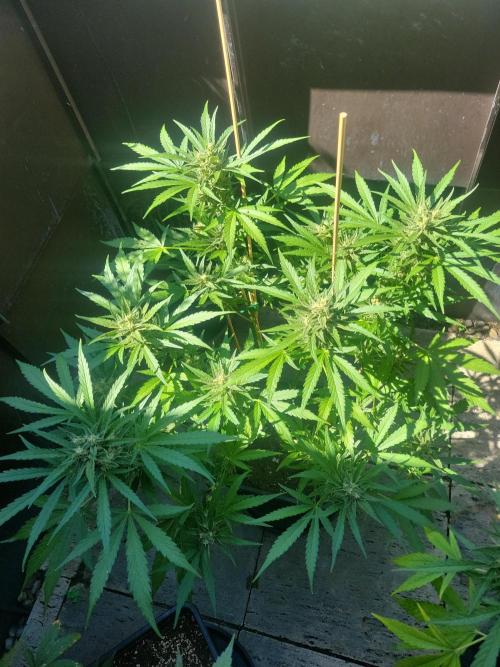 Outdoor 2026 Fastbuds. Week 11