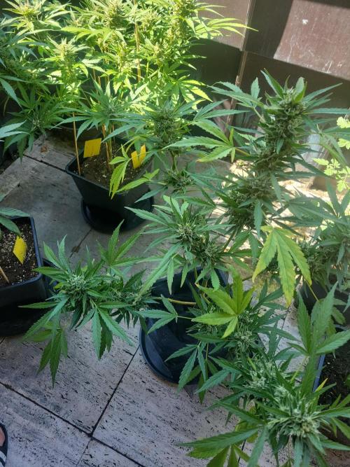 Outdoor 2026 Fastbuds. Week 11