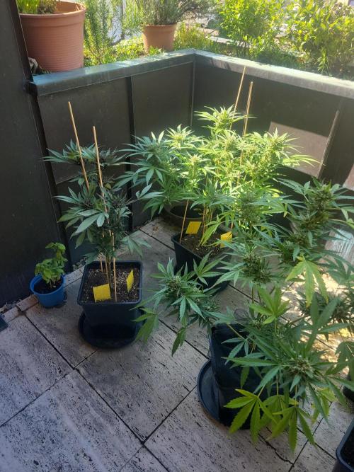 Outdoor 2026 Fastbuds. Week 11 - 05.7