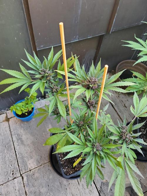 Outdoor 2026 Fastbuds. Week 11 - SBG