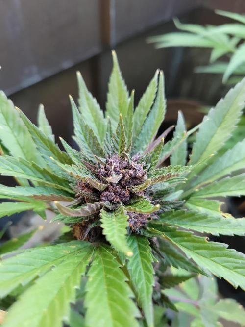Outdoor 2026 Fastbuds. Week 11