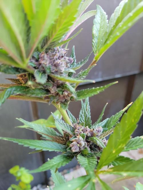 Outdoor 2026 Fastbuds. Week 11