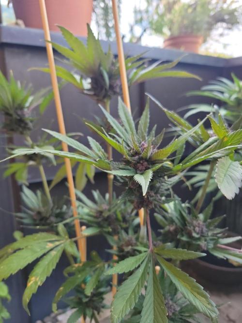 Outdoor 2026 Fastbuds. Week 11 - SBG
