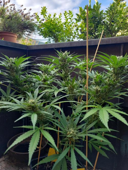 Outdoor 2026 Fastbuds. Week 11 - OS