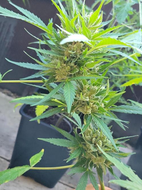Outdoor 2026 Fastbuds. Week 12
