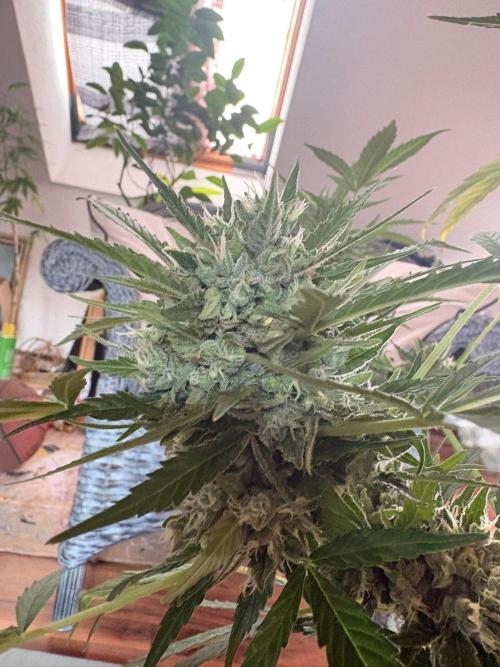 Outdoor 2026 Fastbuds. Week 12