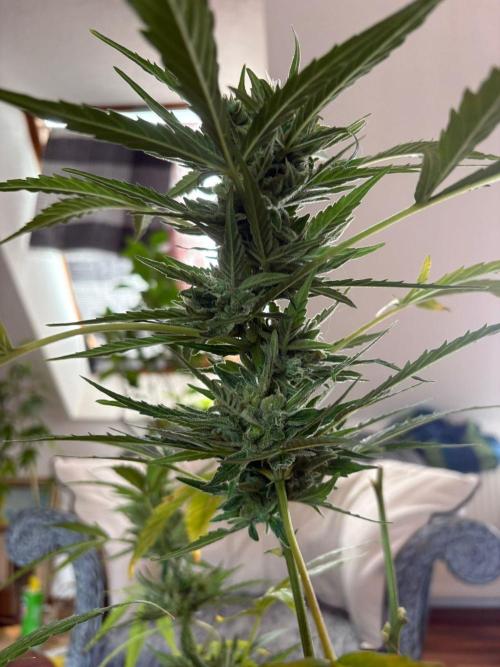 Outdoor 2026 Fastbuds. Week 12