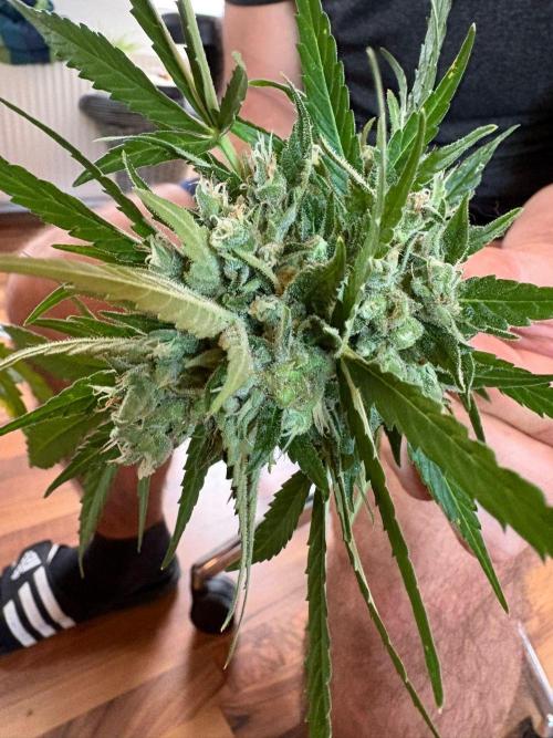 Outdoor 2026 Fastbuds. Week 12