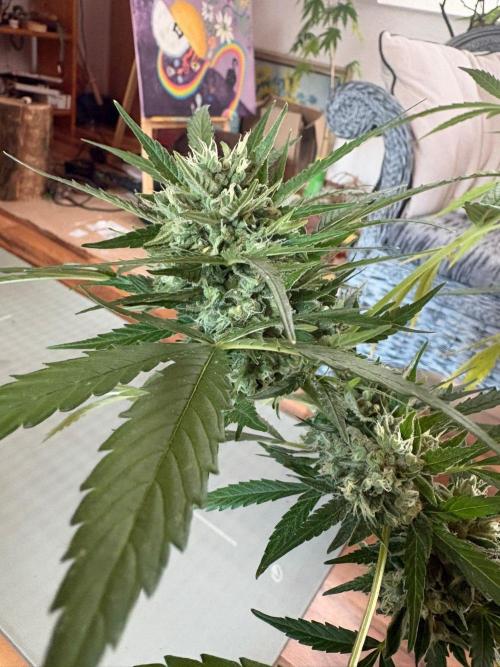 Outdoor 2026 Fastbuds. Week 12