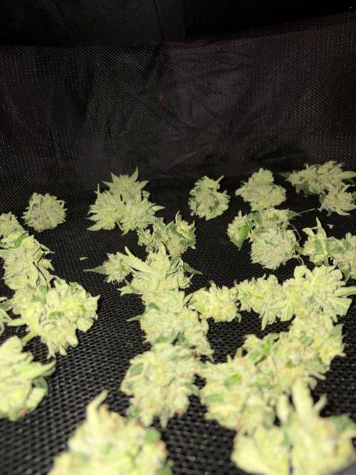 Outdoor 2026 Fastbuds. Week 12
