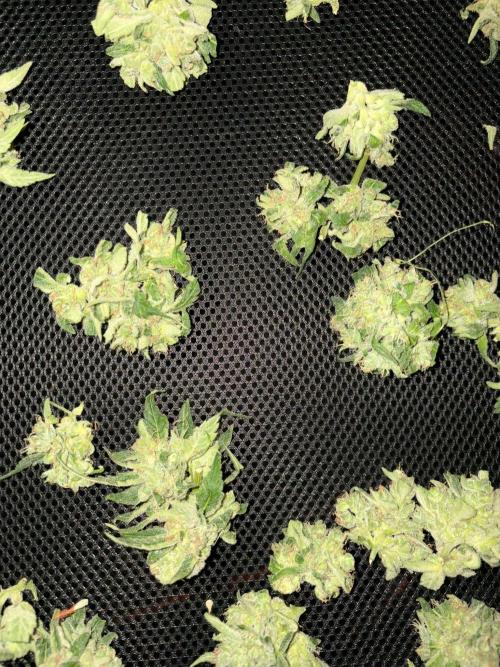 Outdoor 2026 Fastbuds. Week 12