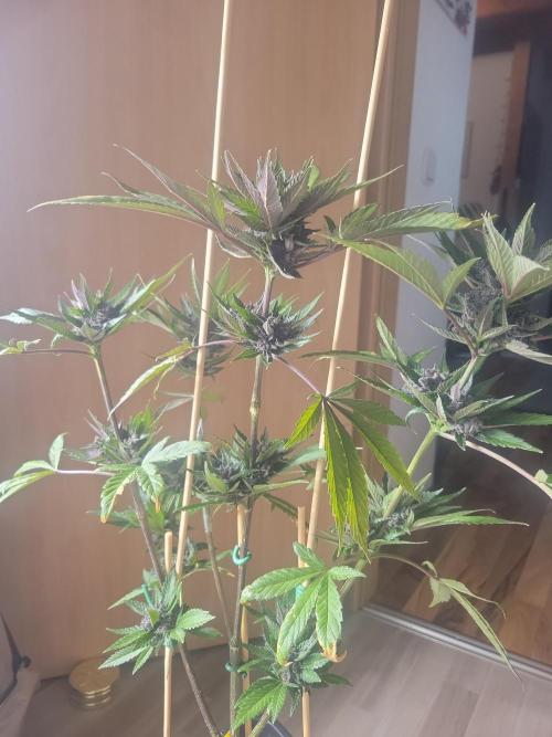 Outdoor 2026 Fastbuds. Week 12