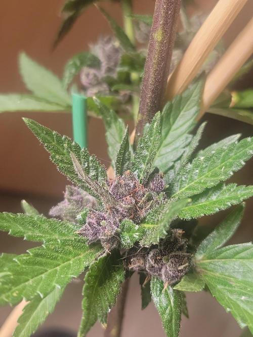 Outdoor 2026 Fastbuds. Week 12