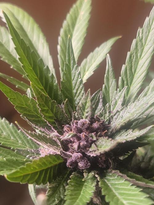 Outdoor 2026 Fastbuds. Week 12