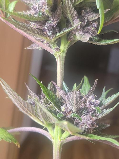 Outdoor 2026 Fastbuds. Week 12