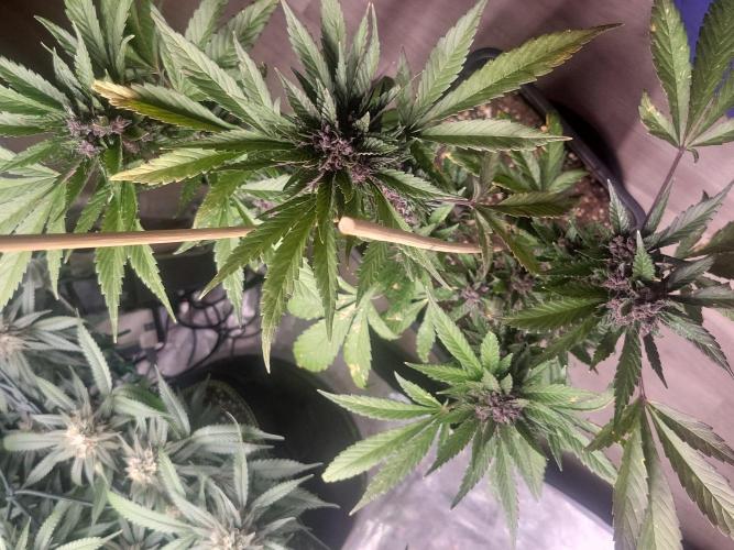Outdoor 2026 Fastbuds. Week 12