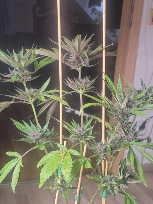 Outdoor 2026 Fastbuds. Week 12