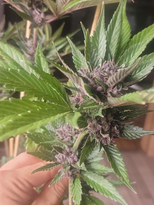 Outdoor 2026 Fastbuds. Week 12