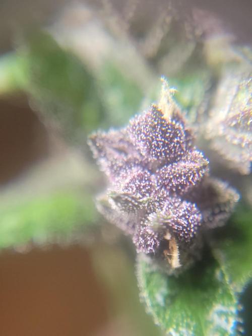 Outdoor 2026 Fastbuds. Week 12