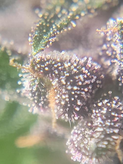 Outdoor 2026 Fastbuds. Week 12