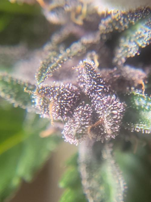 Outdoor 2026 Fastbuds. Week 12