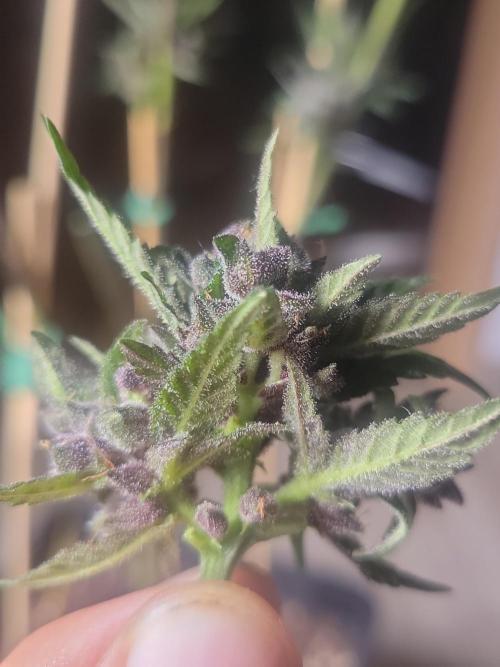 Outdoor 2026 Fastbuds. Week 12