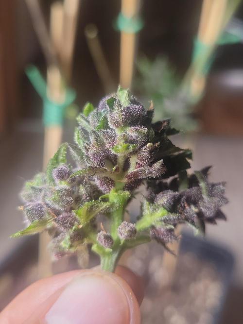 Outdoor 2026 Fastbuds. Week 12