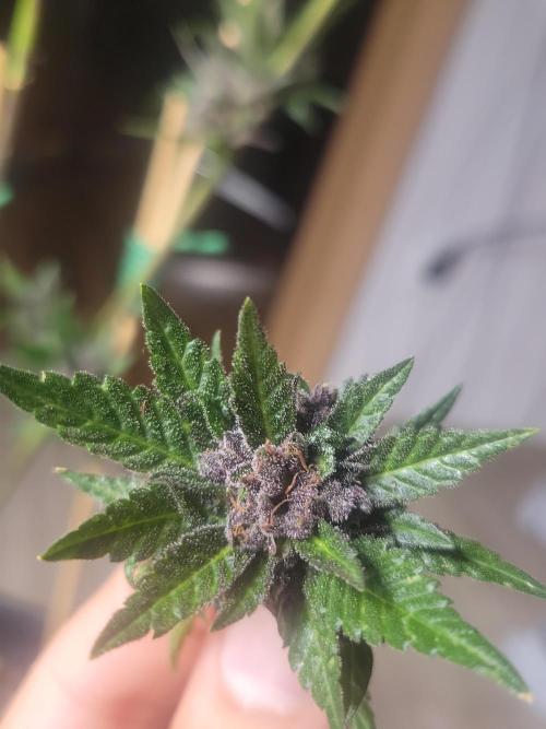Outdoor 2026 Fastbuds. Week 12