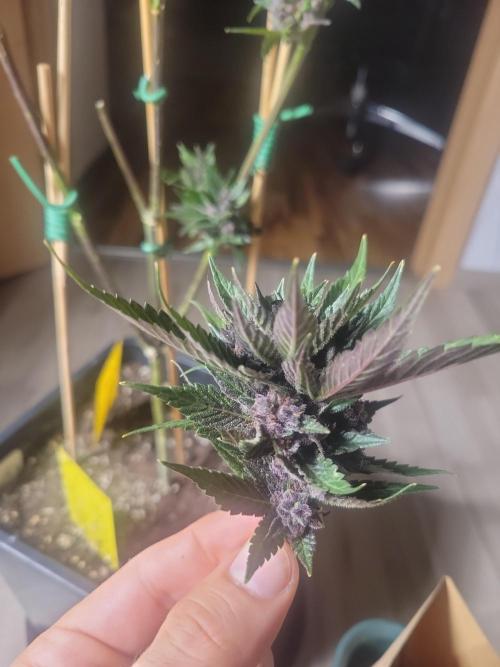 Outdoor 2026 Fastbuds. Week 12