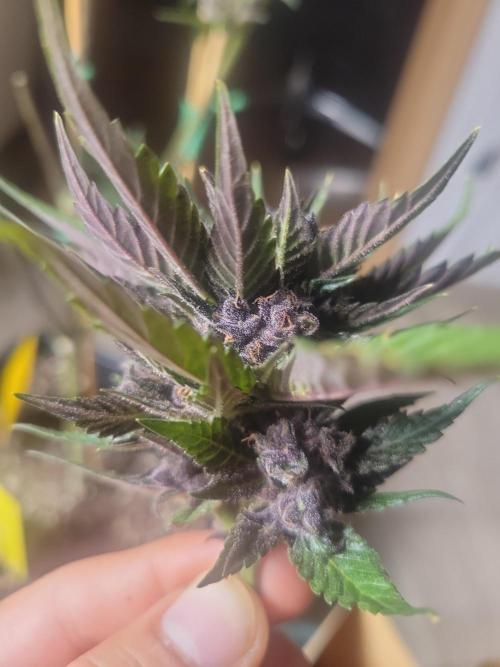 Outdoor 2026 Fastbuds. Week 12