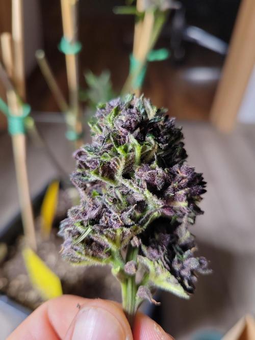 Outdoor 2026 Fastbuds. Week 12