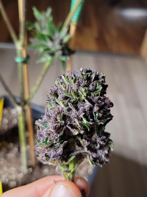 Outdoor 2026 Fastbuds. Week 12