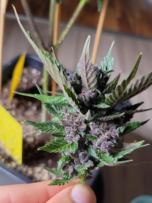 Outdoor 2026 Fastbuds. Week 12