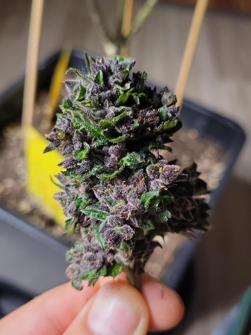 Outdoor 2026 Fastbuds. Week 12