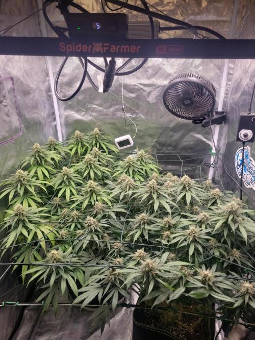 Mainlining & other curiosities. Week 19
