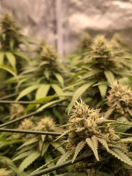 Mainlining & other curiosities. Week 19