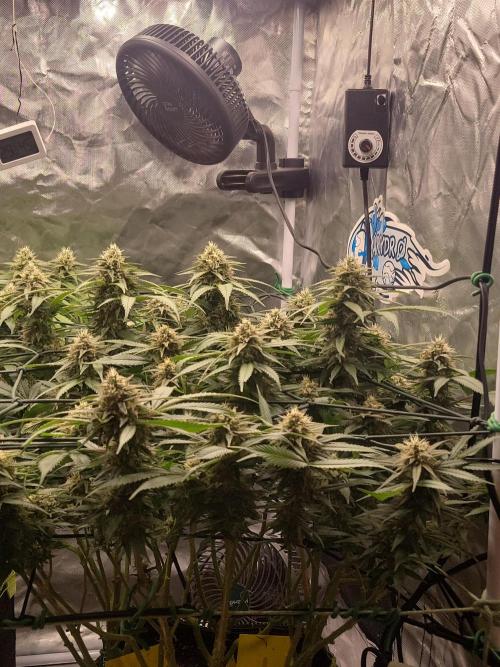 Mainlining & other curiosities. Week 19