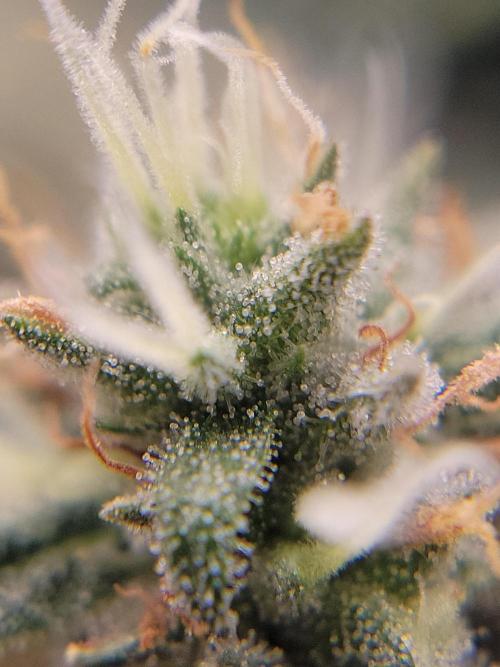 Mainlining & other curiosities. Week 19