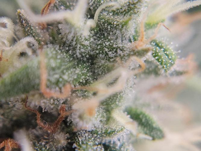 Mainlining & other curiosities. Week 19