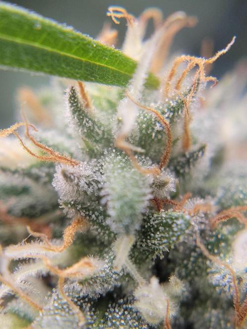 Mainlining & other curiosities. Week 19